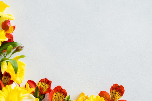 Alstroemeria colorée sur fond blanc.