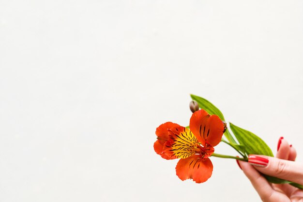 Alstroemeria sur fond blanc.