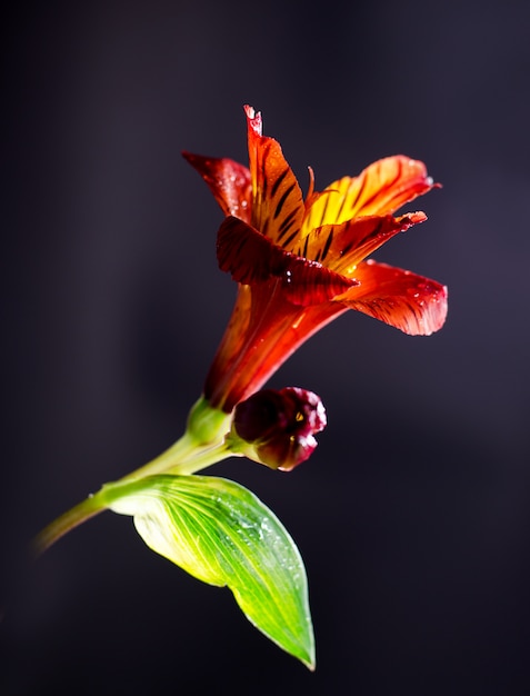 Photo alstroemeria lumineux fleur sur fond noir.