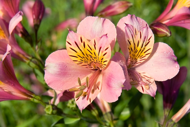 Alstroemeria Saturne