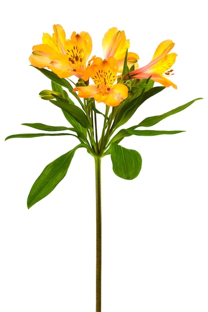 Alstroemeria