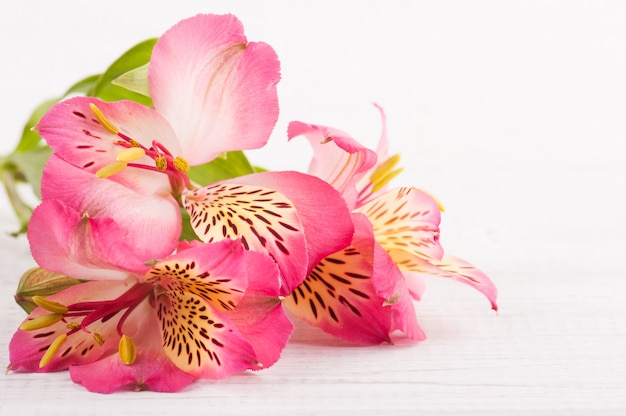 Alstromeria fleurs sur bois