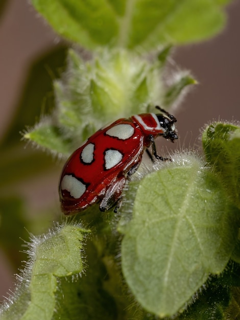 Altise adulte de l'espèce Omophoita argus