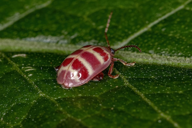 Altise adulte de la tribu Alticini