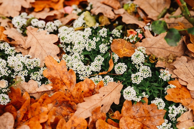 Alyssum fleurs blanches en pleine floraison parmi les feuilles de chêne d'automne orange tombées dans le parc d'automne