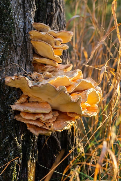 Amadou champignon champignon couleur jaune sur gros plan de l'arbre