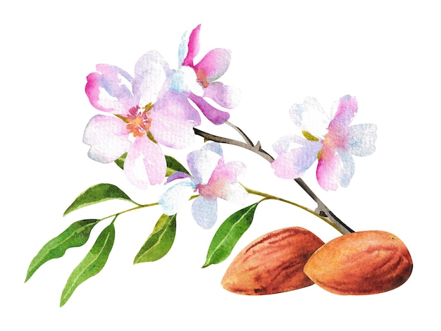 Amande aquarelle Noix d'amande et fleurs avec une branche d'arbre