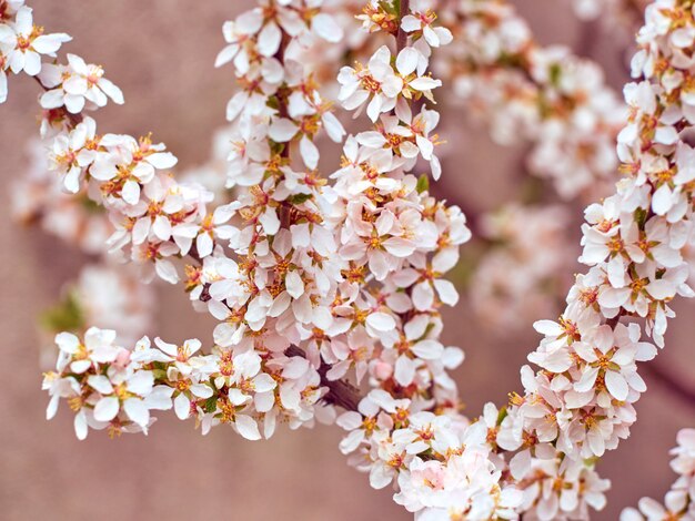 Amande en fleurs dans le parc.