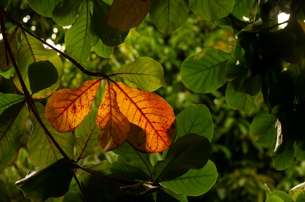 Amande de plage d'amandes indiennes Terminalia catappa feuilles rétro-éclairage pour fond naturel