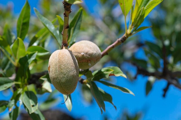 Photo amande prunus amygdalus ou prunus dulcis mlaga espagne