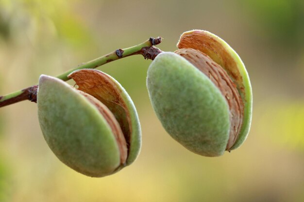 Amandes sur un arbre