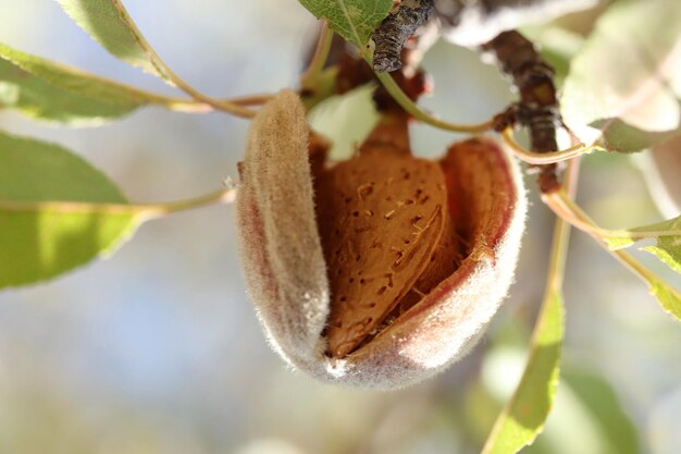 Amandes mûres sur la branche