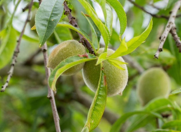 amandes vertes sur la branche d'arbre