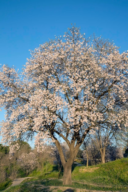 Amandier en fleurs, Dehesa de la Villa Park, Madrid, Espagne