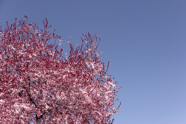 Amandier en fleurs. Fleur rose de printemps.