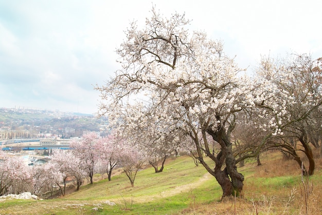 Amandier en fleurs avec des fleurs roses blanches