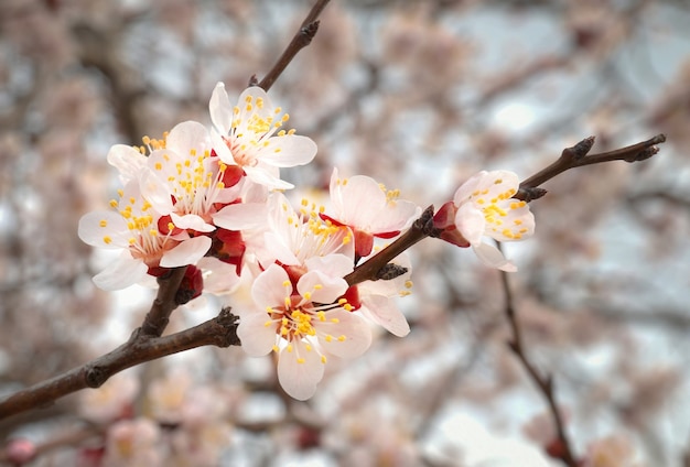 L'amandier fleurs roses avec des branches