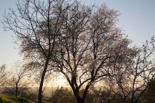 Amandier rétroéclairé en fleurs dans le parc Dehesa de la Villa, Madrid, Espagne