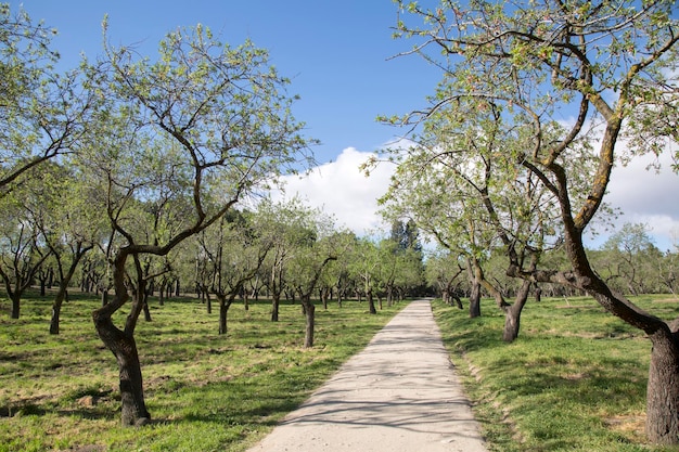 Amandiers dans le parc Quinta de los Molinos, Madrid, Espagne