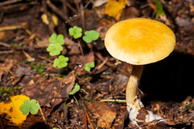 Amanita fulva communément appelée la grisette fauve toxique