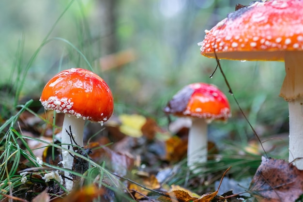 Amanita muscari amanite tue-mouche belle rousse champignon toxique hallucinogène