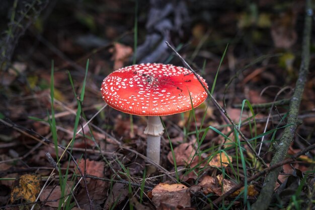 Amanita muscari Toxique et hallucinogène beau champignon roux Fly Agaric dans l'herbe sur fond de forêt d'automne source de la drogue psychoactive Muscarine