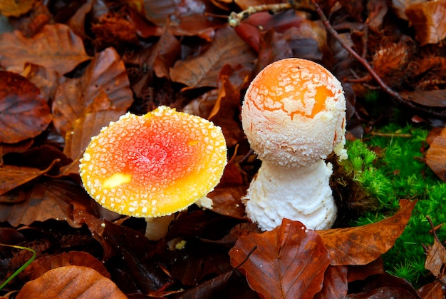 Amanita muscaria, un champignon ou champignon toxique et hallucinogène