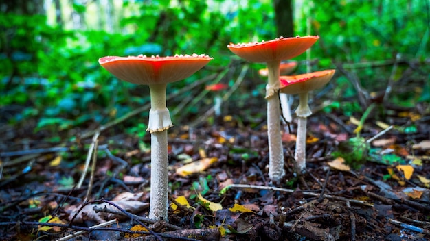 Amanita muscaria communément appelée amanite mouche ou amanite mouche