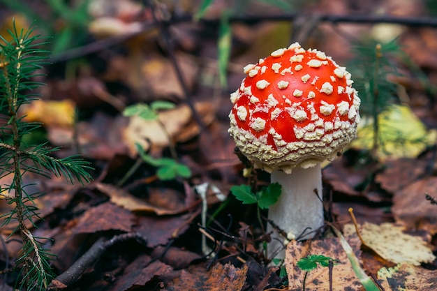 Amanita muscaria dans la forêt