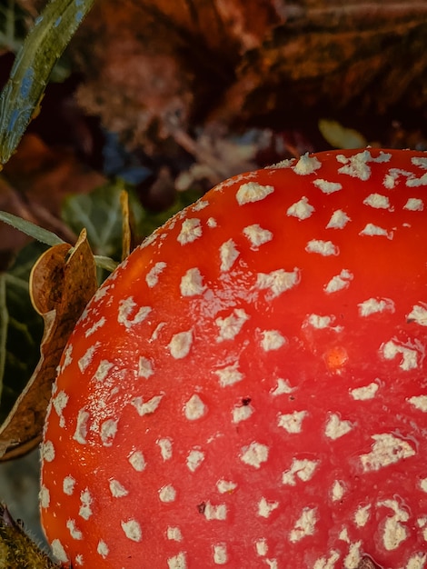 Photo amanita muscaria mouche agaric dans la forêt