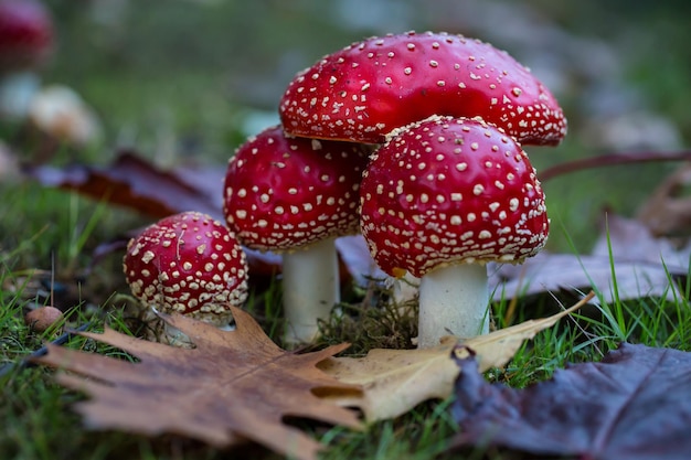 Amanita muscaria