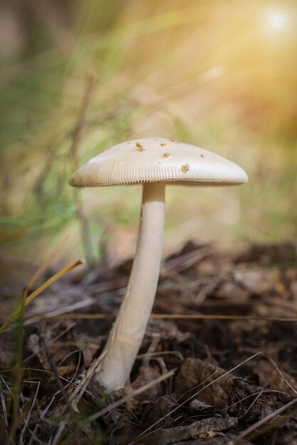 Amanita phalloides ou Deathcaps sont des champignons très toxiques qui poussent naturellement. Photographie macro isolée à l'arrière-plan bokeh.