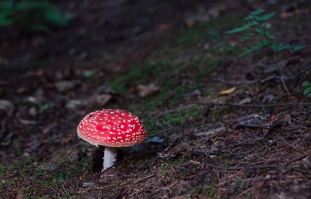 Amanite ou amanite mouche, sur un substrat forestier de mousse et d'aiguilles. Forêt du nord, temps d'automne. Gros plan avec espace de copie