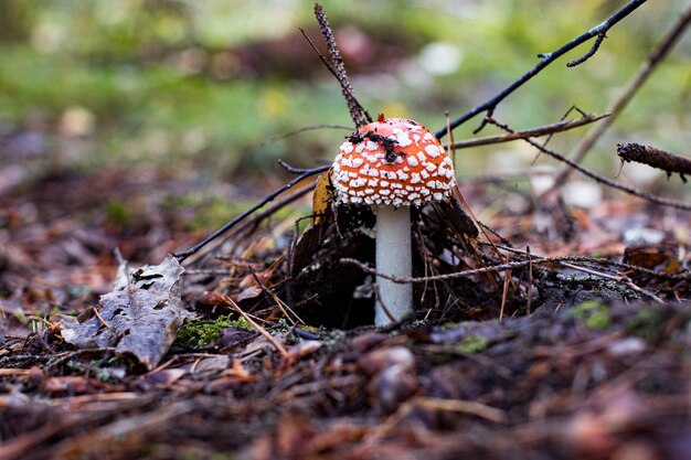 Photo amanite mouche champignon amanita muscaria dans la forêt champignon rouge cap close up