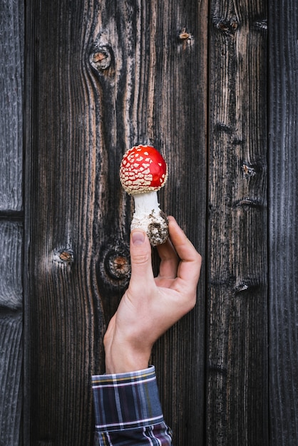 Amanite rouge sur fond de planches vintage. Champignon venimeux entre les mains d'un gars. Lumineux et inhabituel dans la nature