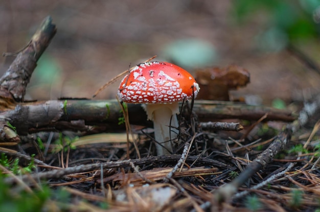 Amanite tue-mouche aux champignons dans la forêt