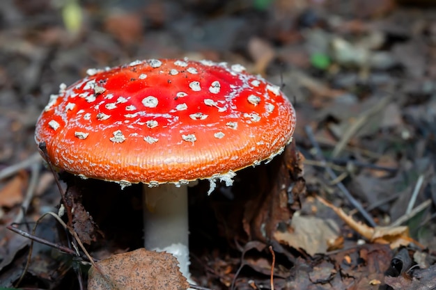 Amanite tue-mouche rouge sur fond de forêtLes amanites tue-mouche poussent dans la forêt