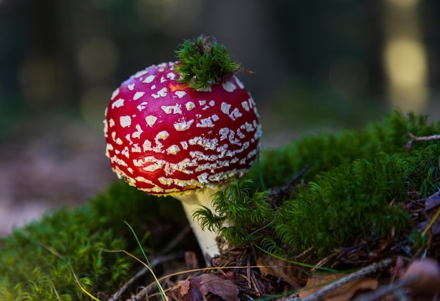 Amanite tue-mouche rouge sur un pré vert