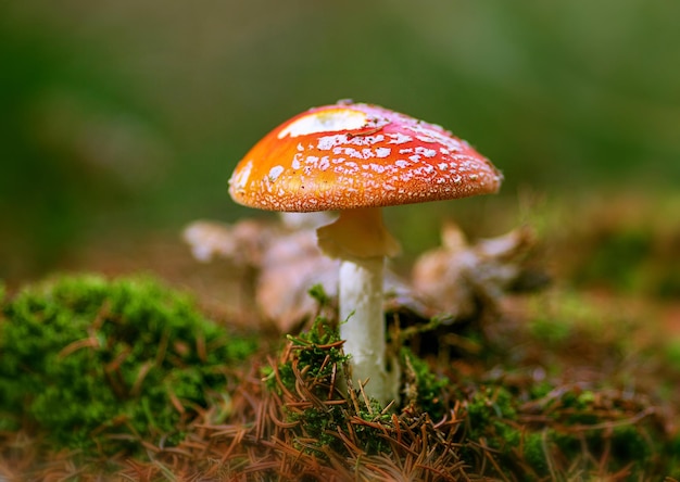 Amanite tue-mouche rouge sur un pré vert