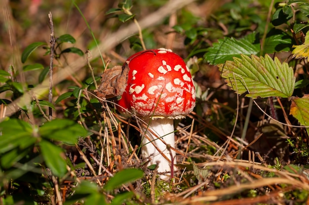 Amanite tue-mouche vénéneuse rouge dans la forêt