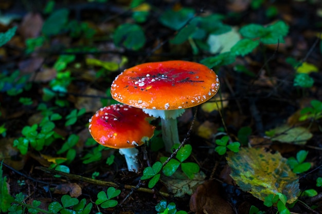 Amanites de mouches rouges dans la forêt d'automne. Belles mouches venimeuses agarics