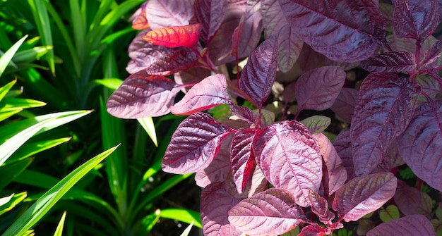 Amarante rouge dans les champs de légumes