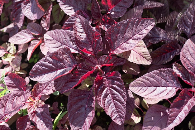 Amarante rouge dans les champs de légumes