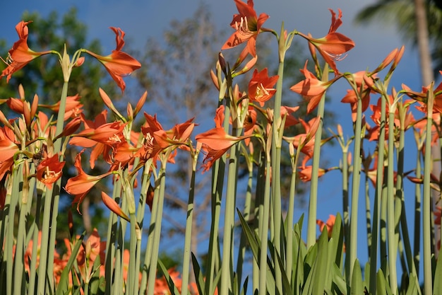 Amaryllis est le seul genre de la sous-tribu Amaryllidinae. jardin de fleurs d'amaryllis orange. la nature.