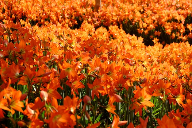 Amaryllis est le seul genre de la sous-tribu Amaryllidinae. lit de fleurs d'amaryllis orange à tropic