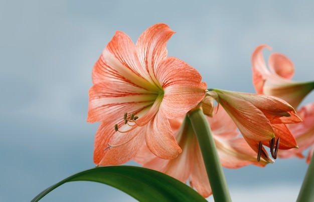 Amaryllis (Hipperastrum). Grandes fleurs d'amaryllis rouges contre ciel nuageux