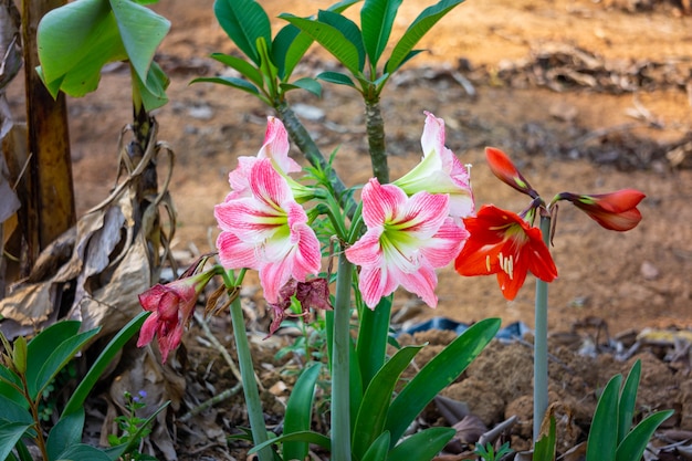 Amaryllis Avec pétales rouges et pétales blancs mélangés roses.