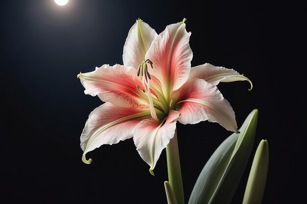 Amaryllis Serenity (en anglais)