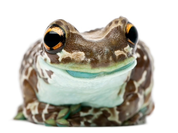 Amazon Milk Frog Trachycephalus resinifictrix en face de fond blanc