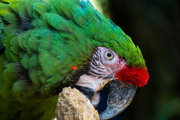 Amazona viridigenalis un perroquet à front rouge portrait posant et mordant un bel oiseau au plumage vert et rouge mexique